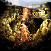 SARGASSUM FROGFISH - DANNY VAN BELLE