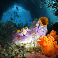 JAMUR BOO - DANNY VAN BELLE