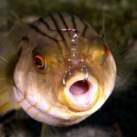 PUFFERFISH - DANNY VAN BELLE