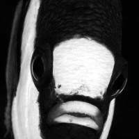 DAMSEL - DANNY VAN BELLE