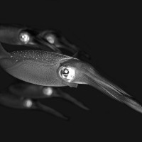 SQUID - DANNY VAN BELLE