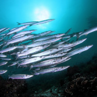 DAMPIER STRAIT - DANNY VAN BELLE