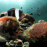 CLOWNFISH WITH EGGS DANNY VAN BELLE