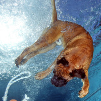 DE FLOEREN - DANNY VAN BELLE