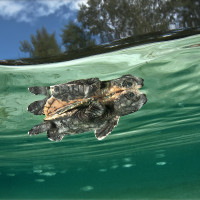 the discovery of the marine world