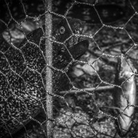 Pomóóóc! (Ve vrši - Chorvatsko, Pelješac)