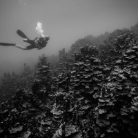 V moři pod sopkou (Korálové formace - Indonézie, Una una)