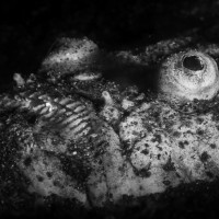 Kráska (Nebehled - Indonézie, Lembeh)