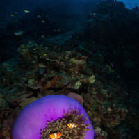 Barevnej bejvák (Klauni očkatí na sasance - Indonézie, Una una)