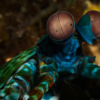 Bystrozraký (Strašek paví - Indonézie, Lembeh)