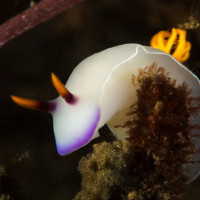 Čisťouš na úprku (Nahožábrý plž - Indonézie, Lembeh)