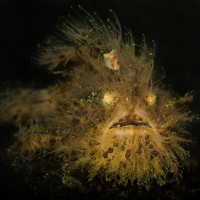 Ďas (Rozedranec proužkovaný - Indonézie, Lembeh)