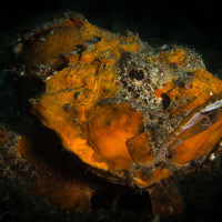 Její eminence (Ropušnice - Indonézie, Lembeh)