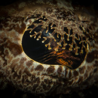 Oko (Zploštělec dlouhohlavý - Indonézie, Wakatobi)