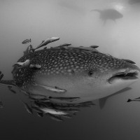 Whaleshark Cenderawasih