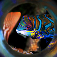 Mandarinfish