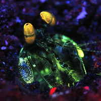 mantisshrimp UV