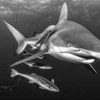 Oceánský žralok černoploutvý_face to face