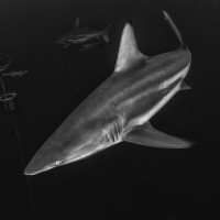 Oceánský žralok černoploutvý_vábení