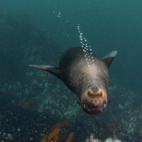 Spokojeně relaxující lachtan