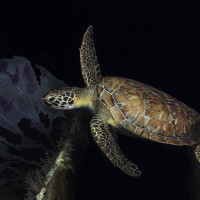 Kareta pravá u vraku