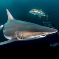 Černocípý žralok a jeho společníci