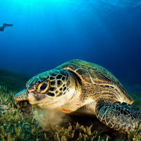 Turtle in the sunshine