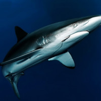 Escape in to the Blue