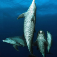 Dolphin family dancer