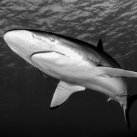 Escape in to the Blue