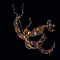 Dancing Wonderpus octopus (Tančící chobotnice Wunderpus)
