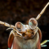 Alien (Mimozemšťan)