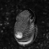 Curious black saddled toby (Zvídavý hranobřich)