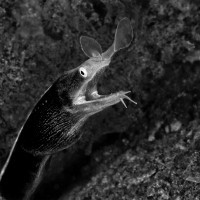 Ribbon eel (Muréna nosatá)