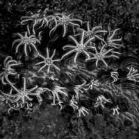 Triffids´ babies? (Malí trifidové?)