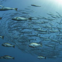 Barracudas (Kroužící barakudy)