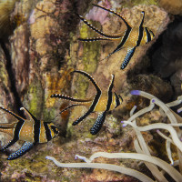 Magic reef with Banggai cardinalfish (Kouzelný útes s parmovci)