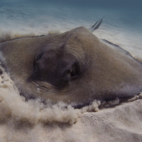 Southern stingray (Rejnok v písku)