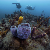 Caribbean coral reefs (Karibské útesy)