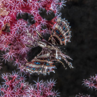 A dwarf lionfish (Trpasličí perutýn)