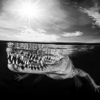 Crocodille Reflection
