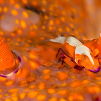 Emperor shrimp