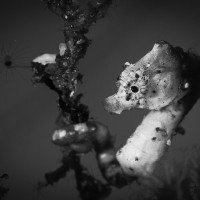 Pigmy Sea horse Pontohi