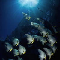 Schooling of bathfish