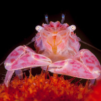 Pink crab
