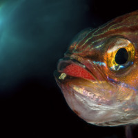 cardinal fish with eggs