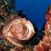 Grupper with mouth open