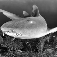 Nurse Shark Portrait