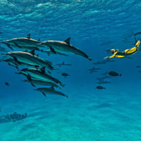 Freediver In the Dolphins
