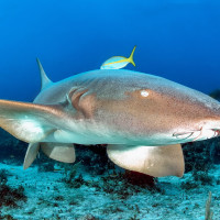 Nurse Shark front of my camera
